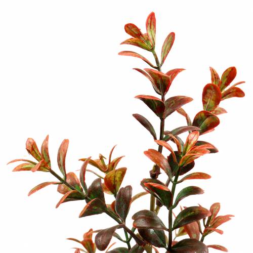 Product Boxwood deco branch autumnal 50cm