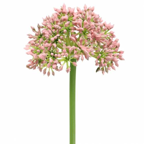 Floristik24 Artificial Allium Pink 55cm