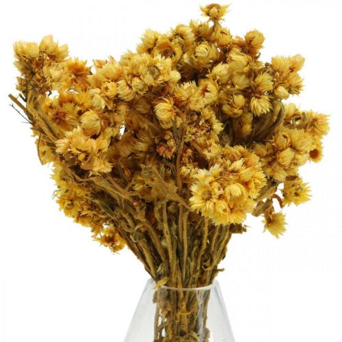 Product Mini straw flower yellow dried flowers bunch dry bouquet H20cm 15g