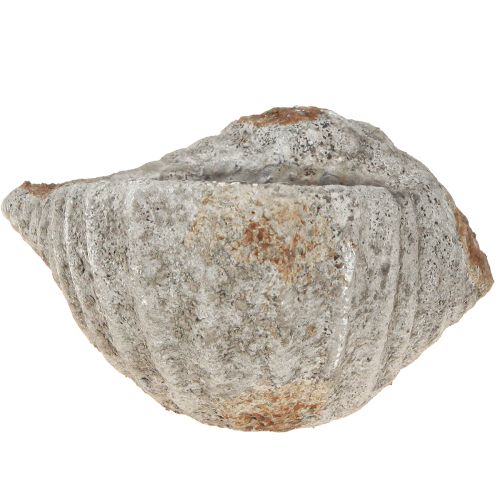 Product Flowerpot shell stone antique grey maritime 22×18×13cm