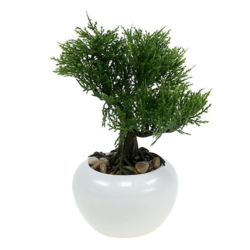 Floristik24 Bonsai tree in a pot H20cm