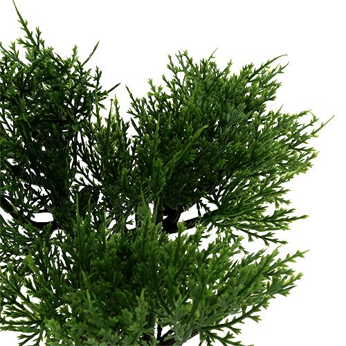 Floristik24 Bonsai tree in a pot H20cm