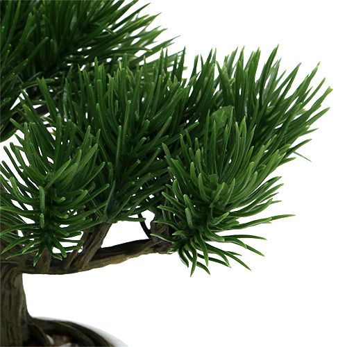 Floristik24 Bonsai tree in the pot 19cm 1pc
