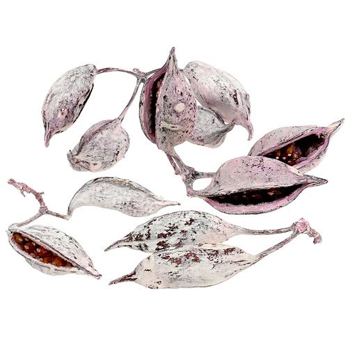 Product Brachyciton blackberry frozen 500g