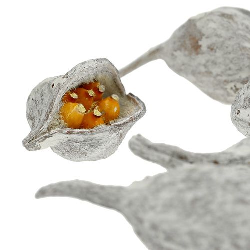 Product Brachyciton white washed 500g