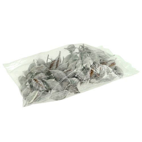 Product Brachyciton white washed 500g