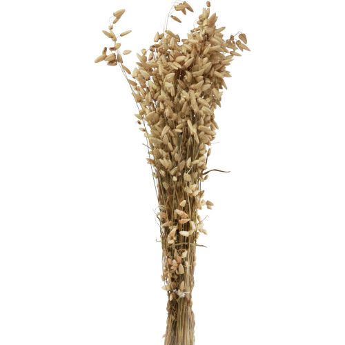 Floristik24 Dried flower quaking grass natural Briza ornamental grass 60cm 100g