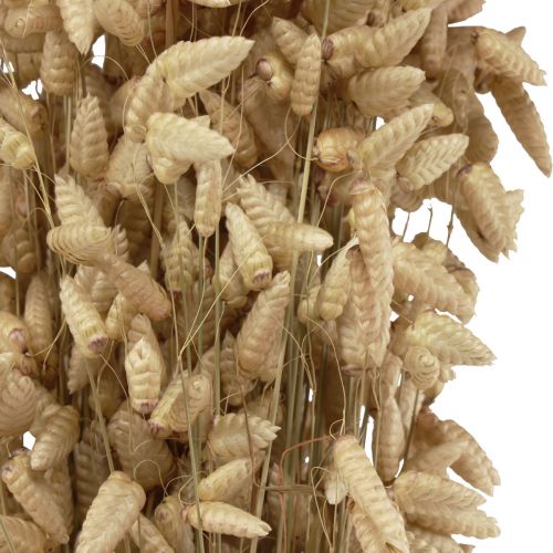 Product Dried flower quaking grass natural Briza ornamental grass 60cm 100g