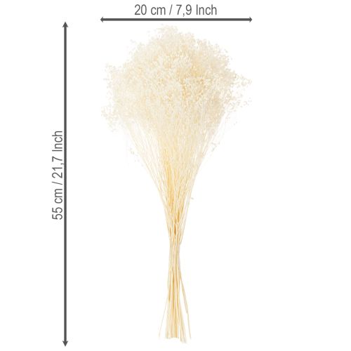 Product Broom Bloom Bleached Dried Flowers White Long Shelf Life 100g