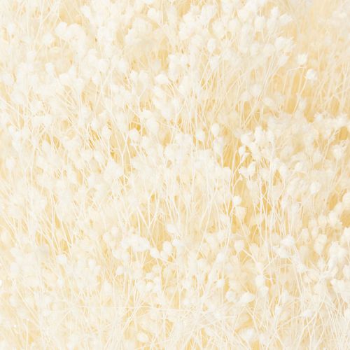 Product Broom Bloom Bleached Dried Flowers White Long Shelf Life 100g