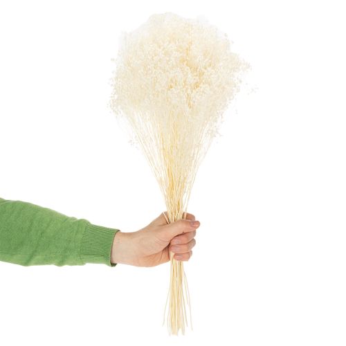 Product Broom Bloom Bleached Dried Flowers White Long Shelf Life 100g