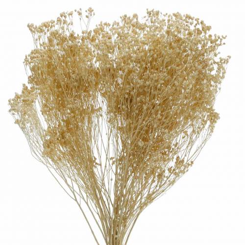 Floristik24 Dried Flowers Broom Bloom Bleached 140g