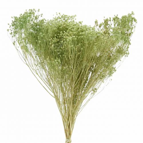 Floristik24 Dried Flowers Broom Bloom Light Green 150g