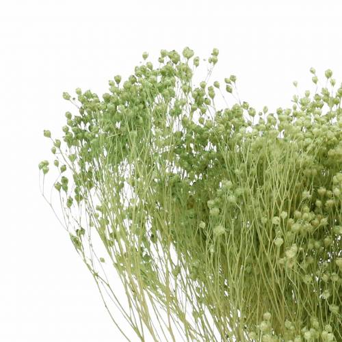 Product Dried Flowers Broom Bloom Light Green 150g