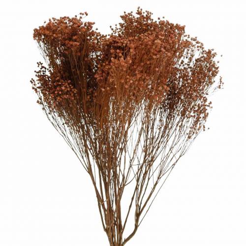 Floristik24 Dried Flowers Broom Bloom Brown 170g