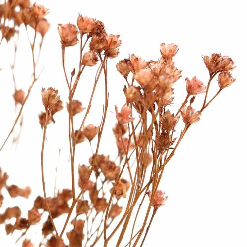 Product Dried Flowers Broom Bloom Brown 170g