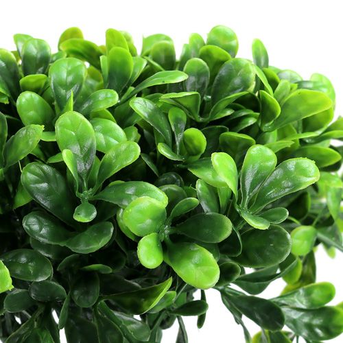 Floristik24 Boxwood branch green L20cm 12pcs