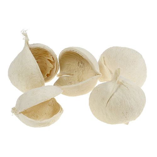Floristik24 Buddha Nut bleached 10 pcs