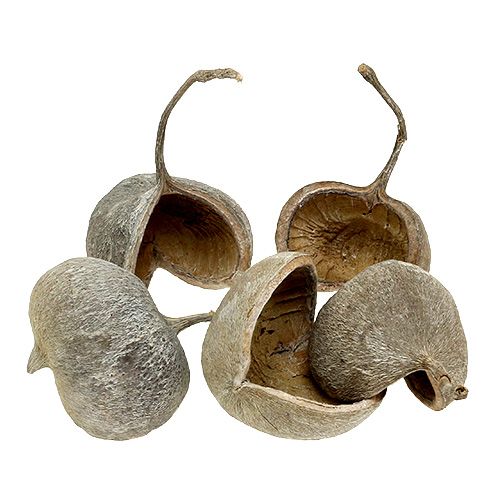 Floristik24 Buddha Nuts 8-10cm White Washed 10 pcs