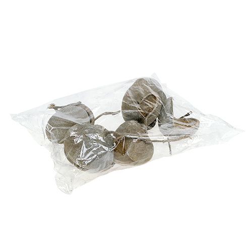 Floristik24 Buddha Nuts 8-10cm white washed 10pcs