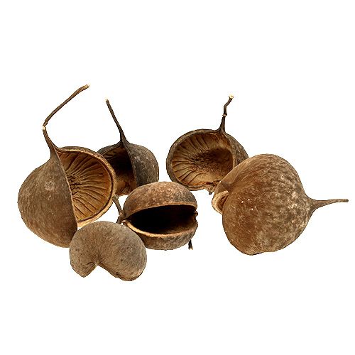 Floristik24 Buddha Nut Natural 15 pcs
