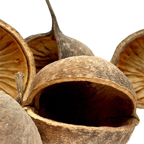 Floristik24 Buddha Nut Natural 15 pcs