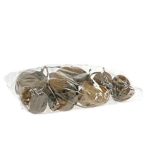 Floristik24 Buddha Nut Natural 15 pcs