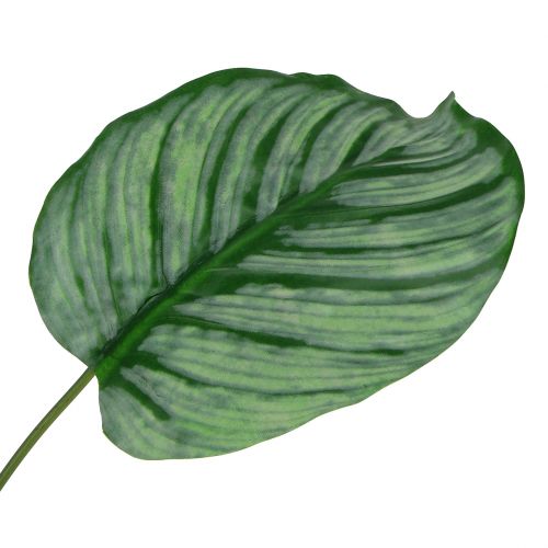 Floristik24 Decorative leaf, Calathea leaf 6pcs