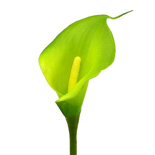 Product Calla artificial green 8cm L57cm 12pcs