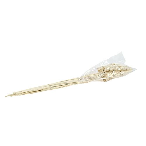 Floristik24 Cane Cone bleached 25 pcs