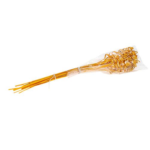 Floristik24 Cane Spring mini golden yellow 25 pcs
