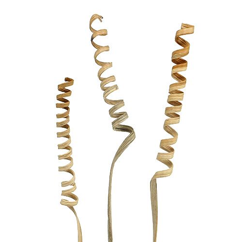 Floristik24 Cane Spring Natural 25 pcs