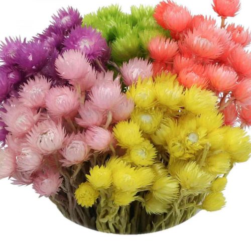 Floristik24 Dried Flowers Deco Cap Flowers Straw Flowers Colored H42cm