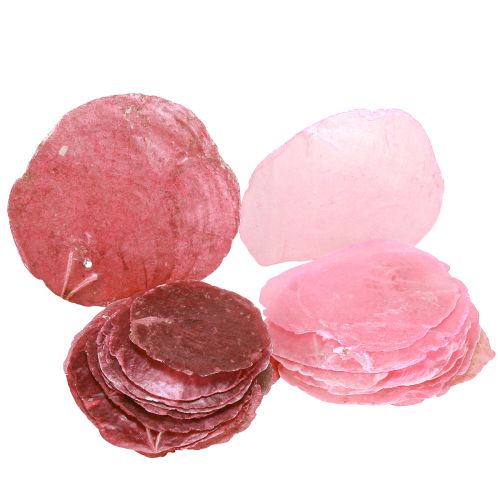 Floristik24 Capiz Shell Decoration in Pink Berry 5cm–8cm Mix 60 pcs