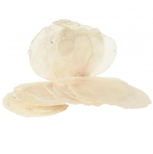 Floristik24 Capiz shells Capiz discs mother of pearl discs natural 7.5–9.5cm 300g