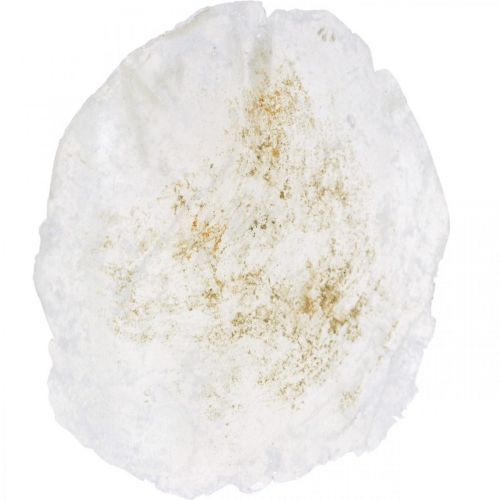 Floristik24 Maritime, Capiz shells 5–10cm, mother-of-pearl, natural items 1kg