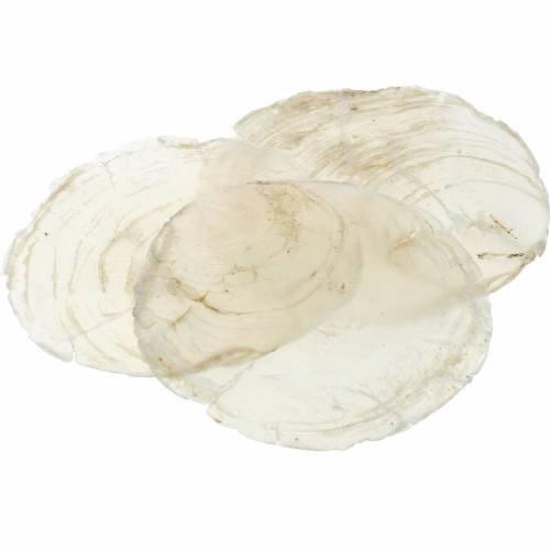 Floristik24 Capiz mussel 250g