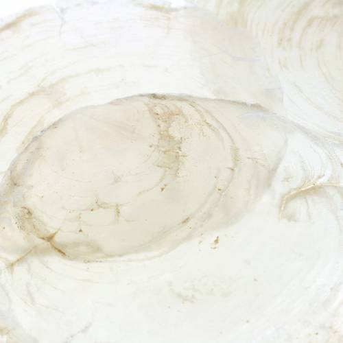 Floristik24 Capiz mussel 250g