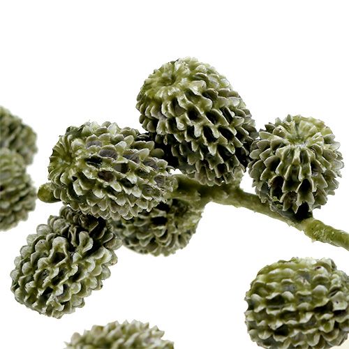Floristik24 Casuarina cones green, waxed 110g