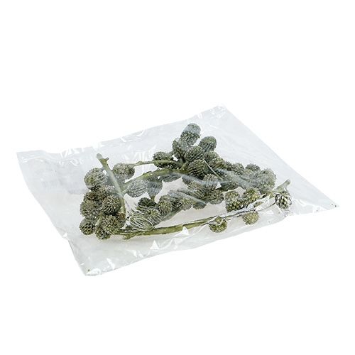 Floristik24 Casuarina cones green, waxed 110g