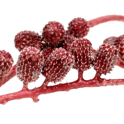 Floristik24 Casurina cones red, waxed 250g