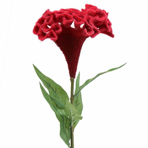 Floristik24 Celosia cristata Cocks comb red 72cm