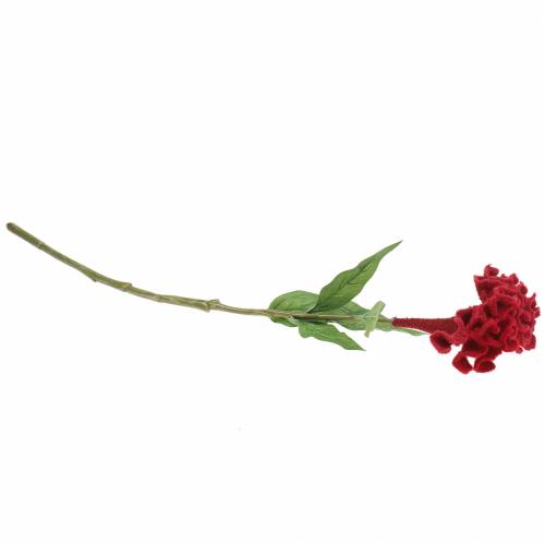 Floristik24 Celosia cristata Cocks comb red 72cm