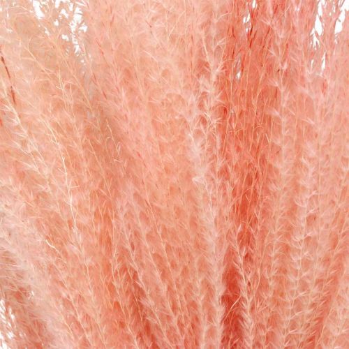 Product Chinese reed light pink dried grasses Miscanthus H75cm 10 pcs