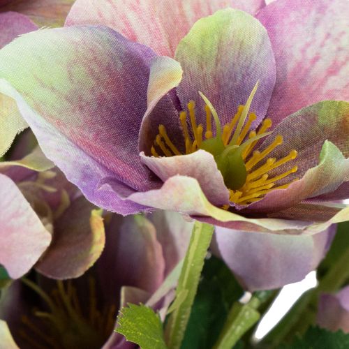 Artificial Hellebore Bouquet with Purple Blossoms 35cm Set of 6

```html
<h2>Artificial Hellebore Bouquet for Indoor Decoration</h2>

<p>
This artificial hellebore bouquet features six beautifully detailed stems with delicate purple blossoms. Standing at  | Floristik24.co.uk