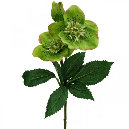 Floristik24 Christmas Rose Lenten Rose Hellebore Artificial Flowers Green L34cm 4 Pcs