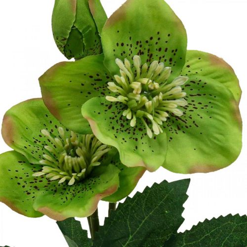 Product Christmas rose Lenten rose Hellebore artificial flowers green L34cm 4pcs