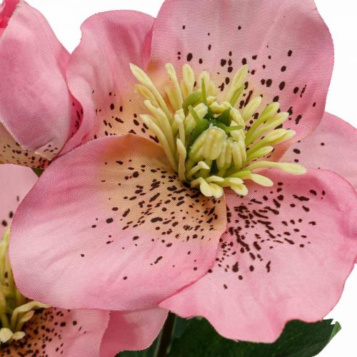 Floristik24 Christmas rose, lenten rose, hellebore, artificial plants pink L34cm 4pcs