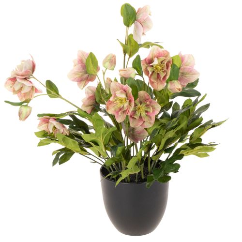 Artificial Helleborus potted plant, Christmas rose, for home decoration, 50cm buy online | Floristik24.co.uk