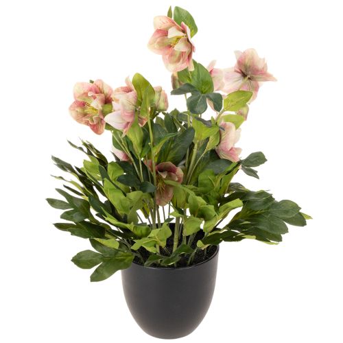Artificial Helleborus potted plant, Christmas rose, for home decoration, 50cm | Floristik24.co.uk